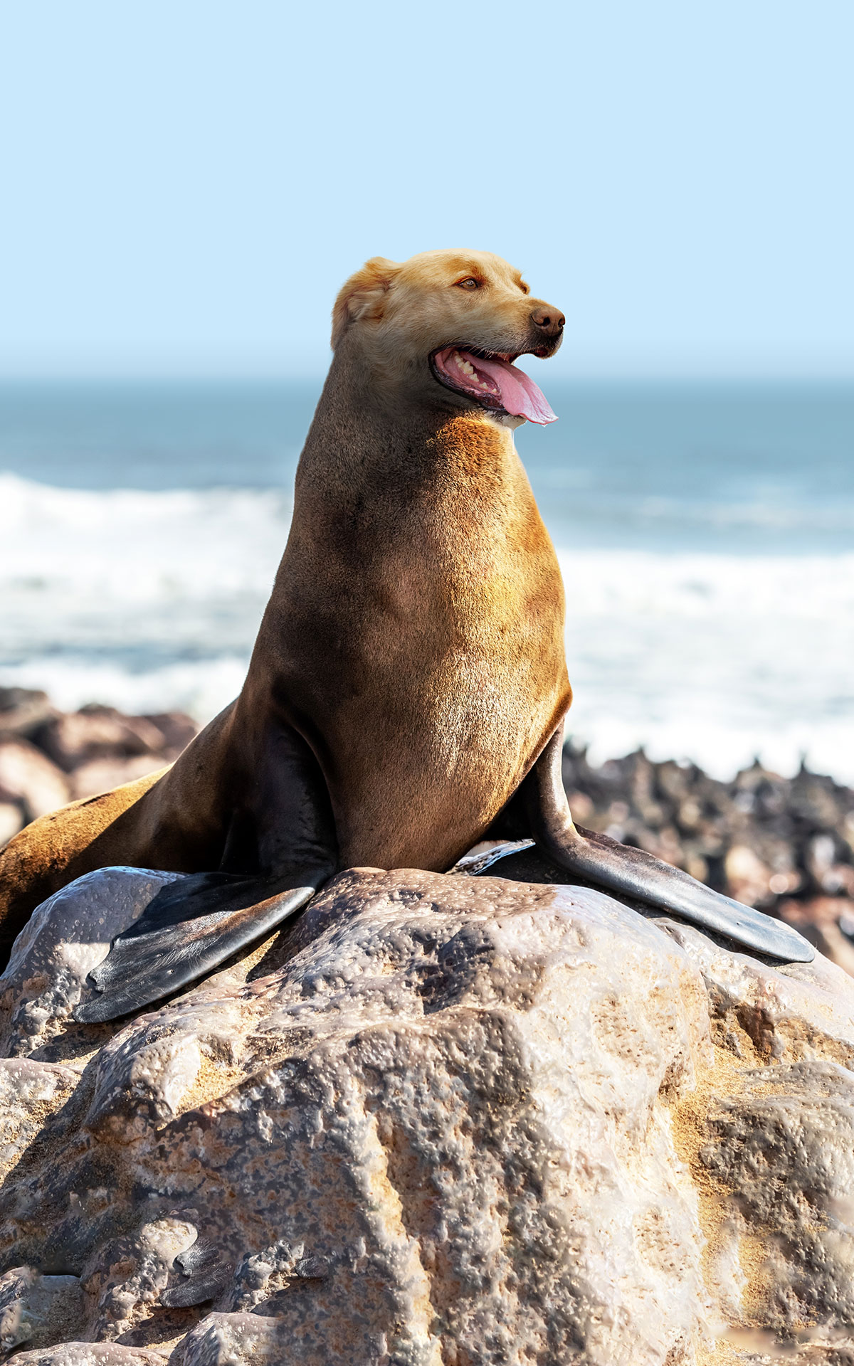 Sealdog